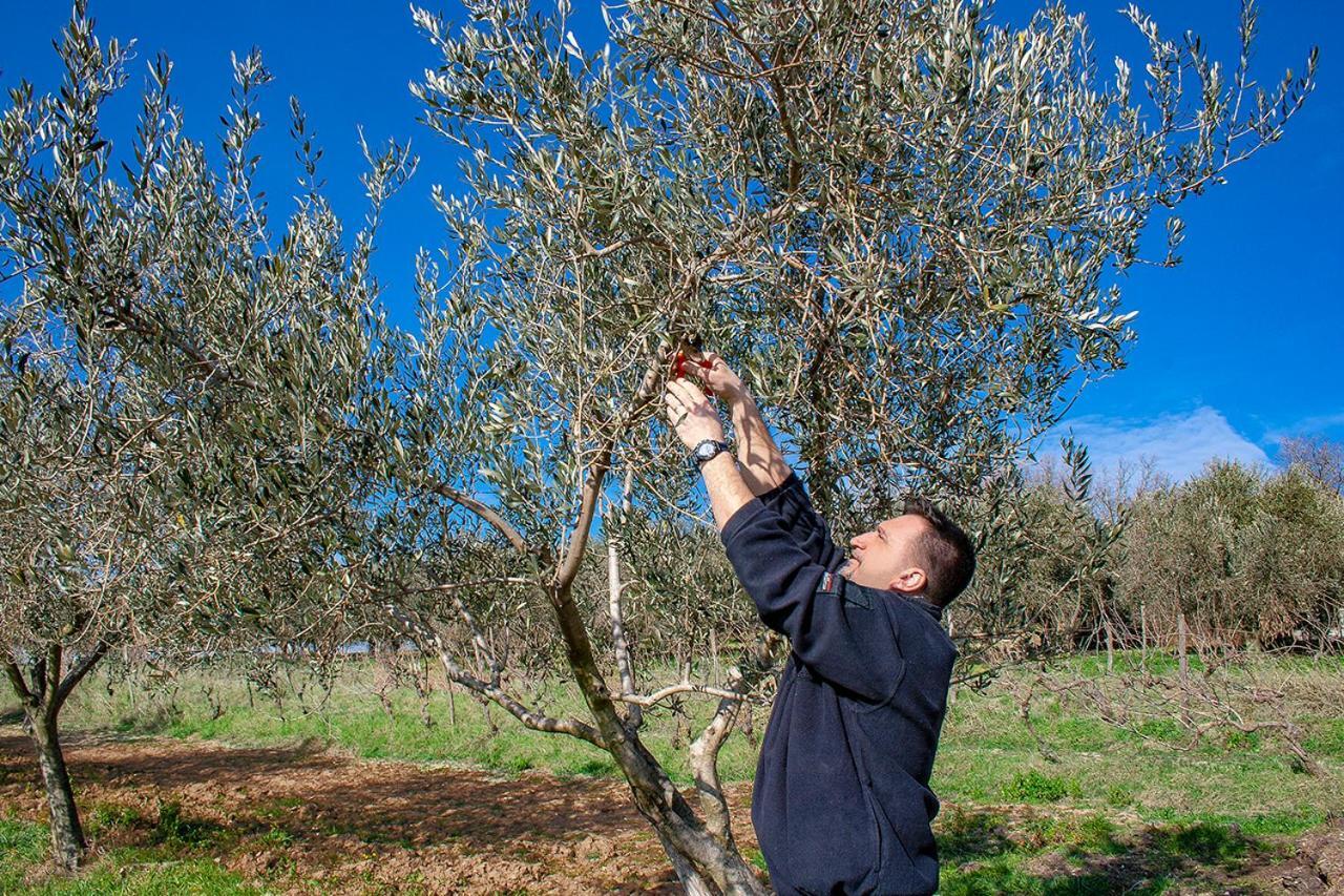 Rooms Agroturizam Romano Buje Bagian luar foto